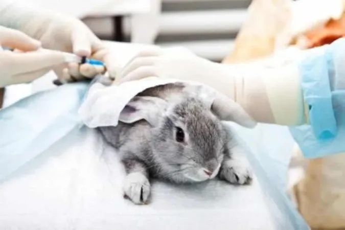 Research Protocol X - Assistant Laboratory Animal Technician study guide