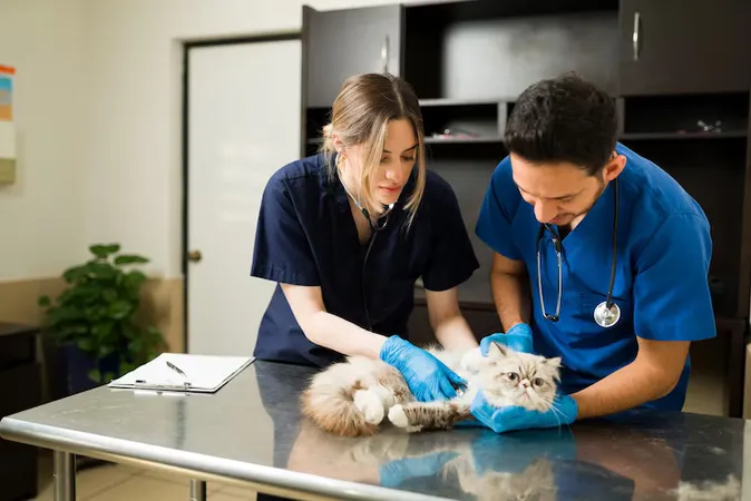 Two Veterinarians Holding Down Persian Cat Exam Table Caucasian Professional Woman Vet Using Stethoscope Hearing Heart Sick Fluffy Cat - Certified Veterinary Assistant study guide