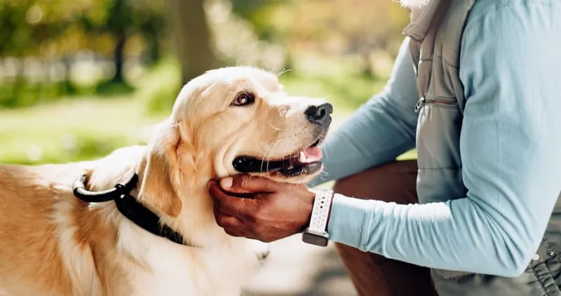 Emotional Support Pets X - Certified Emotional Support Animal study guide