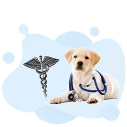 DVM Doctor of Veterinary Medicine 2026 June