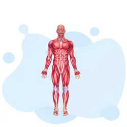 Ace Your Anatomy and Physiology Test Today